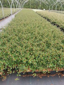 Cotoneaster radicans 'Eichholz' geen maat specificatie 0,55L/P9cm - afbeelding 6