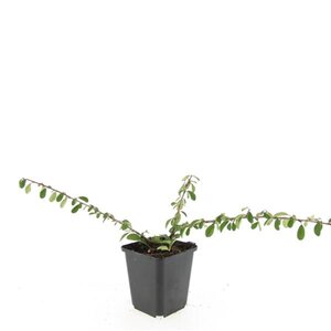 Cotoneaster radicans 'Eichholz' geen maat specificatie 0,55L/P9cm - afbeelding 3