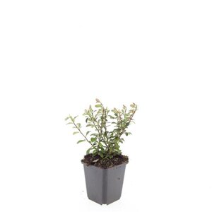 Cotoneaster radicans 'Eichholz' geen maat specificatie 0,55L/P9cm - afbeelding 2