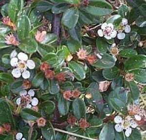 Cotoneaster radicans 'Eichholz' geen maat specificatie 0,55L/P9cm - afbeelding 12