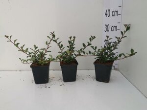 Cotoneaster radicans 'Eichholz' geen maat specificatie 0,55L/P9cm - afbeelding 5