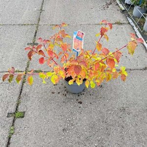 Cornus sang. 'Anny's Winter Orange' 40-50 cm cont. 3,0L