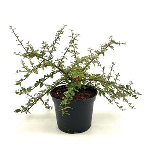 Cotoneaster suec. 'Coral Beauty' 30-35 cm cont. 2,0L - afbeelding 2