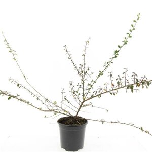 Cotoneaster suec. 'Coral Beauty' geen maat specificatie cont. 1,5L - afbeelding 7