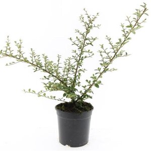 Cotoneaster suec. 'Coral Beauty' geen maat specificatie cont. 1,5L - afbeelding 6