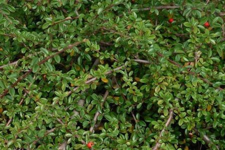 Cotoneaster suec. 'Coral Beauty' geen maat specificatie cont. 1,5L - afbeelding 10