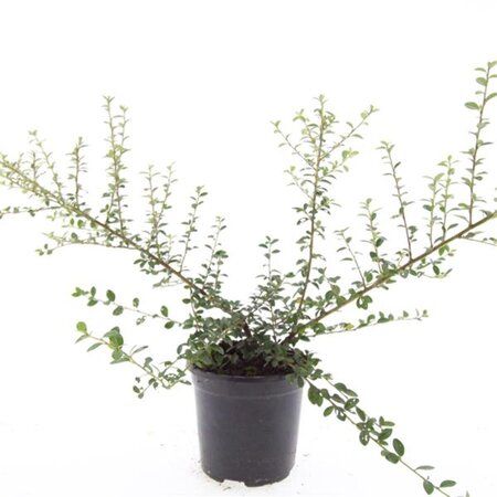 Cotoneaster suec. 'Coral Beauty' geen maat specificatie cont. 1,5L - afbeelding 5