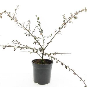 Cotoneaster suec. 'Coral Beauty' geen maat specificatie cont. 1,5L - afbeelding 4