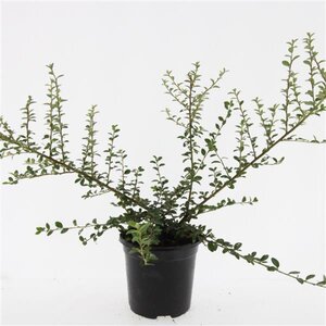 Cotoneaster suec. 'Coral Beauty' geen maat specificatie cont. 1,5L - afbeelding 3