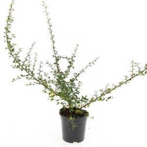 Cotoneaster suec. 'Coral Beauty' geen maat specificatie cont. 1,5L - afbeelding 2