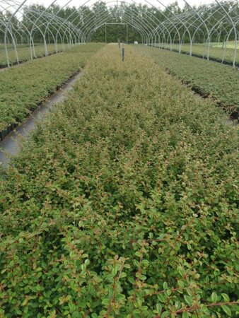 Cotoneaster suec. 'Coral Beauty' geen maat specificatie 0,55L/P9cm - afbeelding 6