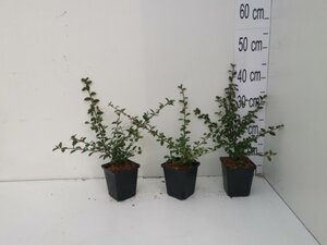 Cotoneaster suec. 'Coral Beauty' geen maat specificatie 0,55L/P9cm - afbeelding 5