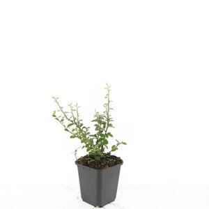 Cotoneaster suec. 'Coral Beauty' geen maat specificatie 0,55L/P9cm - afbeelding 8