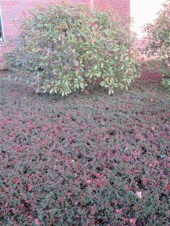 Cotoneaster suec. 'Coral Beauty' geen maat specificatie 0,55L/P9cm - afbeelding 9