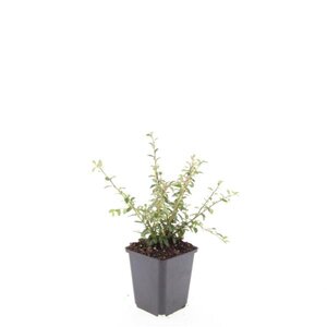 Cotoneaster suec. 'Coral Beauty' geen maat specificatie 0,55L/P9cm - afbeelding 3