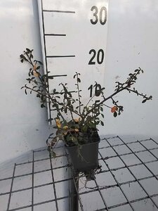 Cotoneaster suec. 'Coral Beauty' geen maat specificatie 0,55L/P9cm - afbeelding 14