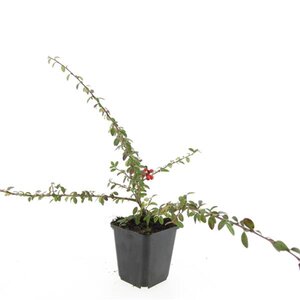 Cotoneaster suec. 'Coral Beauty' geen maat specificatie 0,55L/P9cm - afbeelding 2