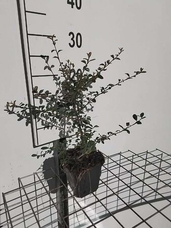 Cotoneaster suec. 'Coral Beauty' geen maat specificatie 0,55L/P9cm - afbeelding 7