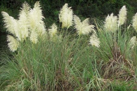 Cortaderia selloana geen maat specificatie cont. 3,0L - afbeelding 1