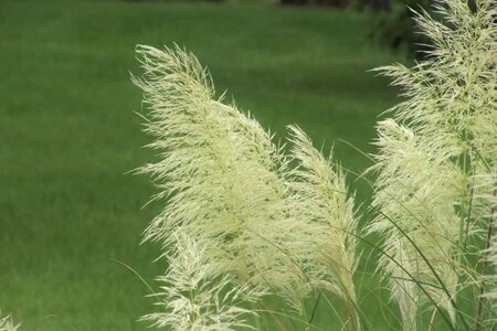 Cortaderia selloana geen maat specificatie 0,55L/P9cm - afbeelding 2