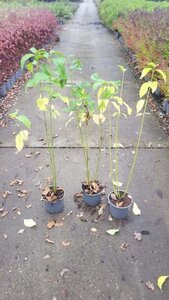 Cornus sericea 'Flaviramea' 40-60 cm cont. 2,0L - afbeelding 4