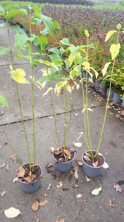 Cornus sericea 'Flaviramea' 40-60 cm cont. 2,0L - afbeelding 5