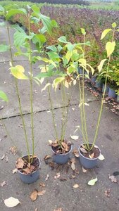 Cornus sericea 'Flaviramea' 40-60 cm cont. 2,0L - afbeelding 5