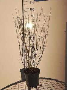 Cornus sericea 'Flaviramea' 80-100 cm cont. 7,5L - afbeelding 5