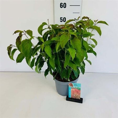 Cornus sericea 'Kelseyi' 30-40 cm cont. 3,5L