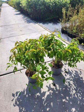 Cornus sericea 'Kelseyi' 40-60 cm cont. 5,0L - afbeelding 1