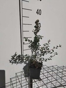 Cotoneaster suec. 'Skogholm' geen maat specificatie 0,55L/P9cm - afbeelding 1