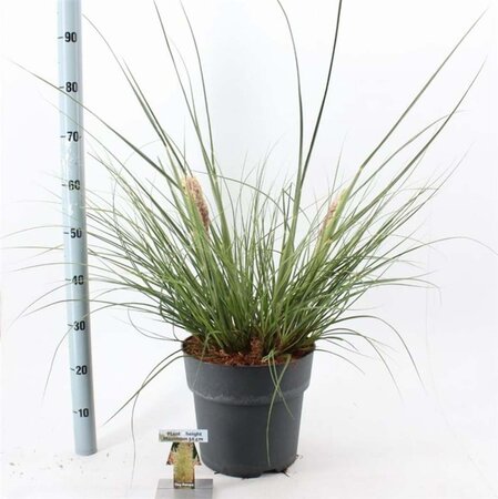 Cortaderia s. Tiny Pampa 50-60 cm cont. 12L - afbeelding 1