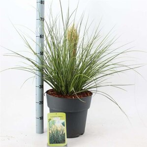 Cortaderia s. Tiny Pampa 50-60 cm cont. 12L - afbeelding 2