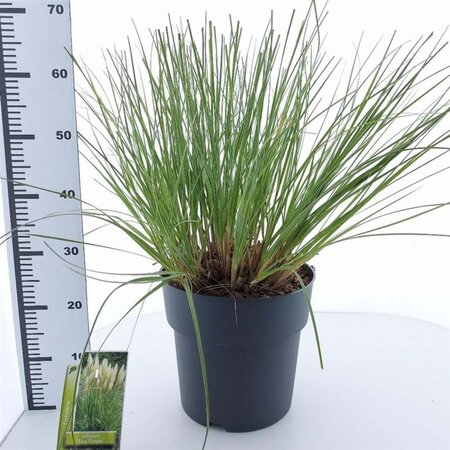 Cortaderia s. Tiny Pampa 50-60 cm cont. 12L - afbeelding 3