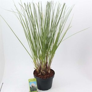 Cortaderia s. Tiny Pampa 50-60 cm cont. 12L - afbeelding 4