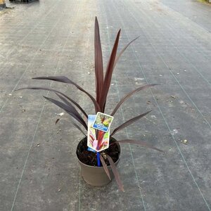 Cordyline Superstar 30-40 cm cont. 3,0L