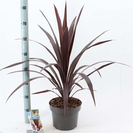 Cordyline Superstar 40-50 cm cont. 5,0L - afbeelding 1