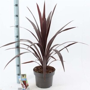 Cordyline Superstar 40-50 cm cont. 5,0L - afbeelding 1