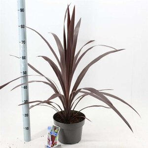 Cordyline Superstar 40-50 cm cont. 5,0L - afbeelding 2