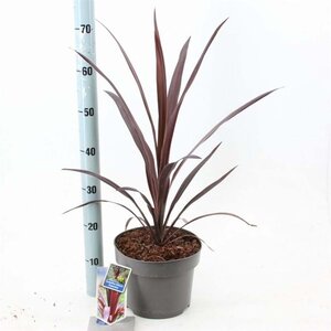 Cordyline Superstar 40-50 cm cont. 5,0L - afbeelding 3