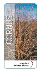 Cornus sang. 'Winter Beauty' 40-50 cm cont. 3,0L - afbeelding 2