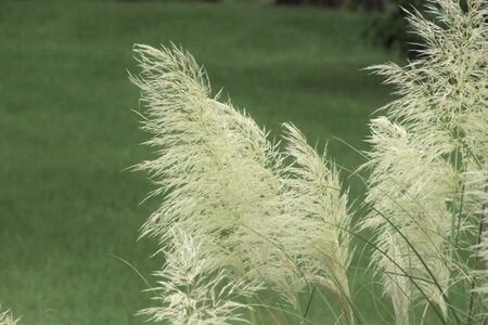 Cortaderia s. 'White Plume' geen maat specificatie 0,55L/P9cm - afbeelding 1