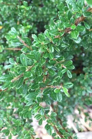 Cotoneaster microphyllus 30-40 cm cont. 3,0L - afbeelding 2