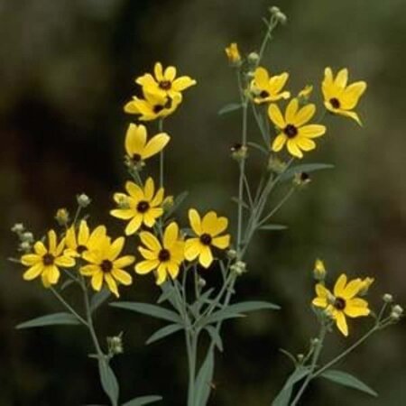 Coreopsis tripteris geen maat specificatie 0,55L/P9cm - afbeelding 1