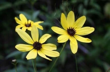 Coreopsis tripteris geen maat specificatie 0,55L/P9cm - afbeelding 2