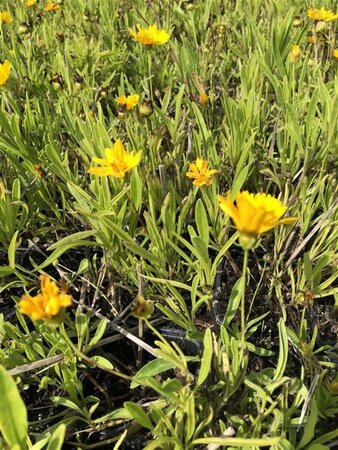 Coreopsis vert. 'Grandiflora' geen maat specificatie 0,55L/P9cm - afbeelding 1