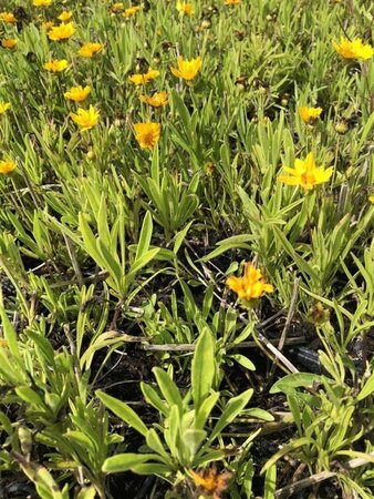 Coreopsis vert. 'Grandiflora' geen maat specificatie 0,55L/P9cm - afbeelding 2