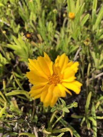 Coreopsis vert. 'Grandiflora' geen maat specificatie 0,55L/P9cm - afbeelding 3