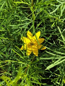 Coreopsis vert. 'Zagreb' geen maat specificatie 0,55L/P9cm - afbeelding 1