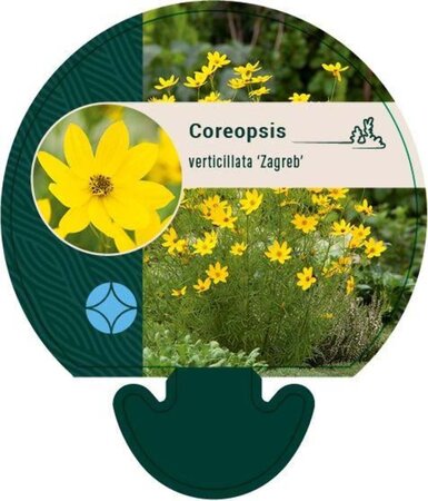 Coreopsis vert. 'Zagreb' geen maat specificatie 0,55L/P9cm - afbeelding 3